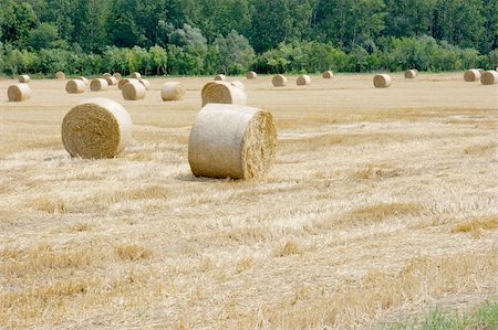 simsearch:400-06201047,k - Agricultural field with dry haybails Stock Photo - Budget Royalty-Free & Subscription, Code: 400-04588847