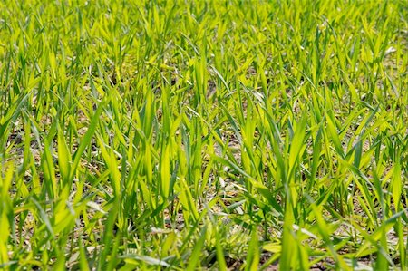 Closeup of a fresh wheat field with small plants Stock Photo - Budget Royalty-Free & Subscription, Code: 400-04588849