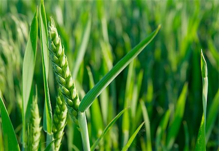 simsearch:400-03997550,k - Green wheat plant on a field Stock Photo - Budget Royalty-Free & Subscription, Code: 400-04588852