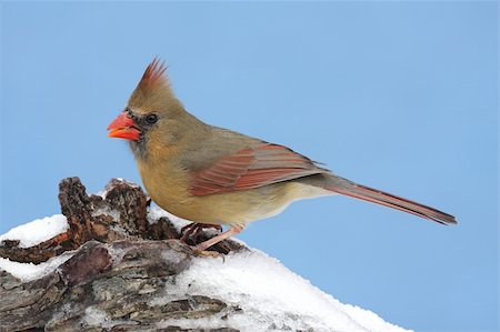 simsearch:400-04553192,k - Female Northern Cardinal (cardinalis cardinalis) on a stump with snow and a blue sky background Foto de stock - Super Valor sin royalties y Suscripción, Código: 400-04588988