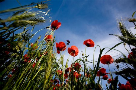 simsearch:400-05251521,k - red poppies in the summer Photographie de stock - Aubaine LD & Abonnement, Code: 400-04589086