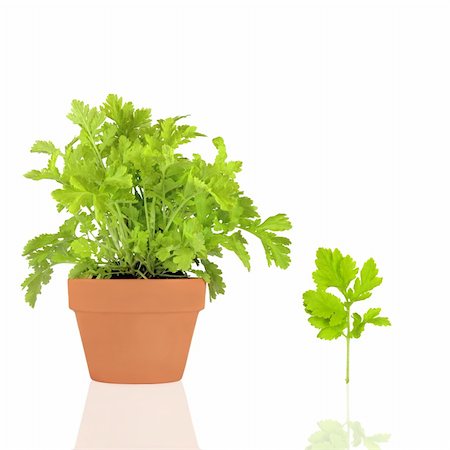 Feverfew herb growing in a terracotta pot with leaf sprig, over white background with reflection. Stock Photo - Budget Royalty-Free & Subscription, Code: 400-04589103