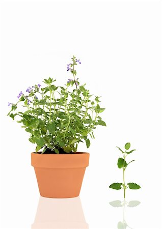 simsearch:6108-06168404,k - Cat mint herb growing in a terracotta pot with specimen leaf and  reflection, over white background. Scent of the plant has a stimulating effect on cats and can also be used as a mosquito repellent. Stockbilder - Microstock & Abonnement, Bildnummer: 400-04589135