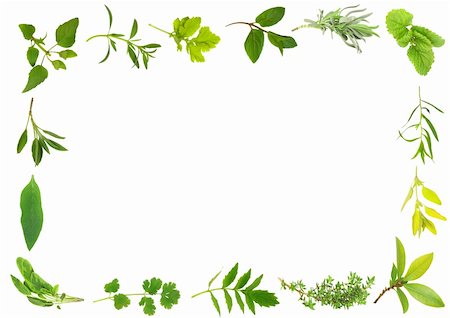 simsearch:400-04052014,k - Herb leaf selection forming a frame over white background. Stockbilder - Microstock & Abonnement, Bildnummer: 400-04589137