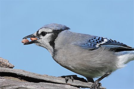 simsearch:400-04115071,k - Blue Jay (corvid cyanocitta) eating peanuts on a stump with a blue sky background Photographie de stock - Aubaine LD & Abonnement, Code: 400-04589415