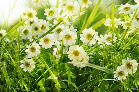 simsearch:400-05125270,k - Closeup of daisies in field with hot summer sun Stock Photo - Budget Royalty-Free & Subscription, Code: 400-04589427