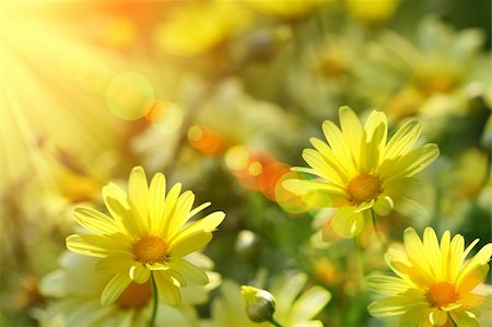 simsearch:400-05125270,k - Closeup of yellow daisies with warm rays from the sun Stock Photo - Budget Royalty-Free & Subscription, Code: 400-04589428