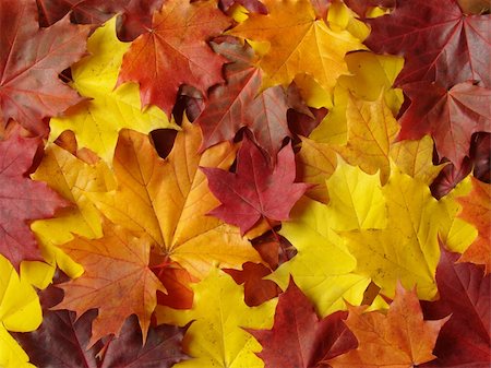 simsearch:400-04651966,k - awesome colors of maple leaves in Autumn Foto de stock - Super Valor sin royalties y Suscripción, Código: 400-04589725