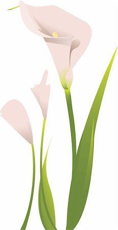 slirette (artist) - Vector of calla lily Stockbilder - Microstock & Abonnement, Bildnummer: 400-04589766