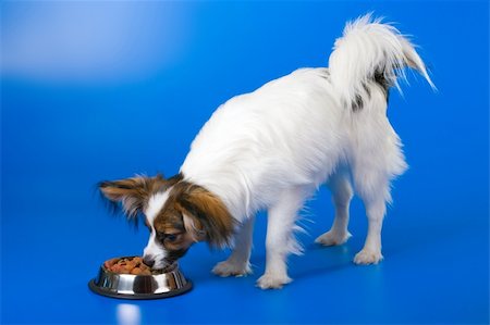 puppies eating - Young papillon and a bowl with meal Stock Photo - Budget Royalty-Free & Subscription, Code: 400-04589780
