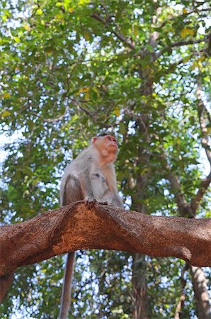 simsearch:400-06759758,k - Wild baby monkey sitting on tree branch over the foliage background Stockbilder - Microstock & Abonnement, Bildnummer: 400-04580795