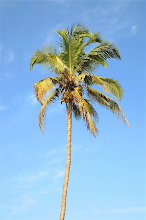 simsearch:400-08574464,k - Single standing green palm tree over blue sky background Foto de stock - Super Valor sin royalties y Suscripción, Código: 400-04580792