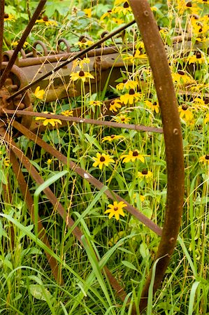 An antique iron wheel is bent and rusted framing  Black-Eyed Susans. Stock Photo - Budget Royalty-Free & Subscription, Code: 400-04581081