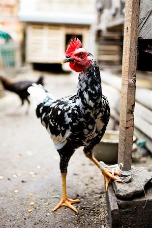 A white and black chicken tied to a stake in an Indonesia market Stock Photo - Budget Royalty-Free & Subscription, Code: 400-04581395