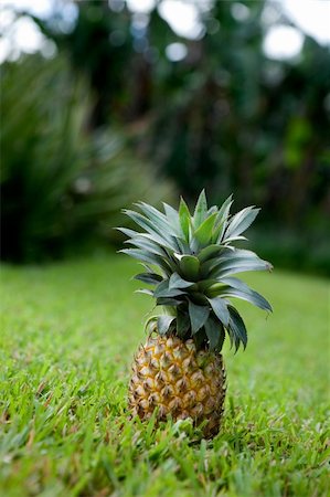 pineapple growing - Fresh pineapple sitting in a garden on grass Stock Photo - Budget Royalty-Free & Subscription, Code: 400-04581398