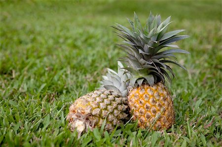 Two freshly picked pineapples in grass Stock Photo - Budget Royalty-Free & Subscription, Code: 400-04581399