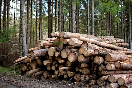 pine log - A pile of logs recently harvested Stock Photo - Budget Royalty-Free & Subscription, Code: 400-04581390