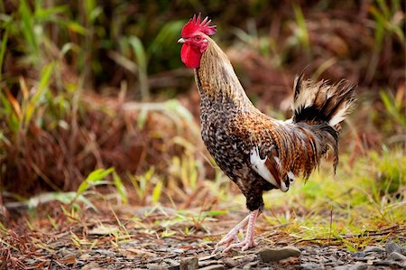 A chicken shows it's feathers Stock Photo - Budget Royalty-Free & Subscription, Code: 400-04581416