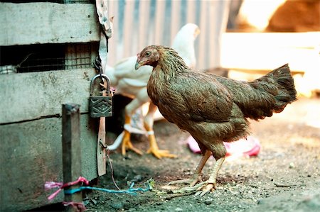 A chicken in a market for sale Stock Photo - Budget Royalty-Free & Subscription, Code: 400-04581424