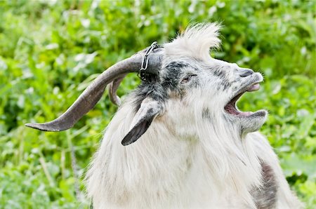 domestic goat with open mouth at meadow Photographie de stock - Aubaine LD & Abonnement, Code: 400-04581909