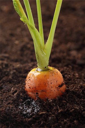 orange carrot growing in the soil, shalow DOF Foto de stock - Royalty-Free Super Valor e Assinatura, Número: 400-04581917