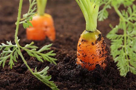carrots growing in the soil, shalow DOF Foto de stock - Royalty-Free Super Valor e Assinatura, Número: 400-04581918