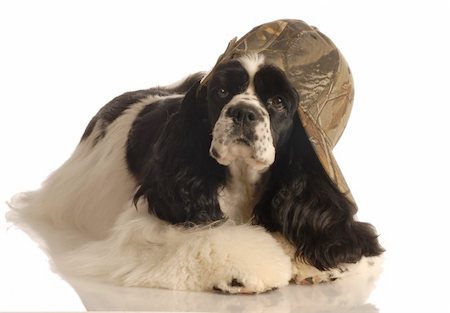 simsearch:400-07628560,k - american cocker spaniel with camouflage ball cap Foto de stock - Super Valor sin royalties y Suscripción, Código: 400-04582004