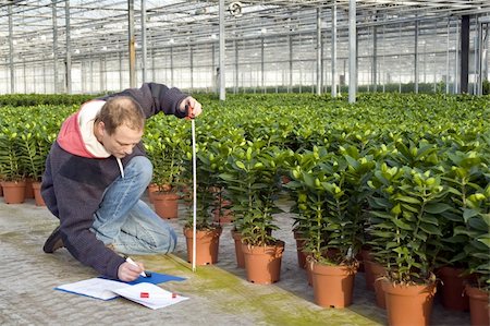 A man measuring the heigth of glasshouse plants whilst takeing notes in a clipboard Stock Photo - Budget Royalty-Free & Subscription, Code: 400-04582115