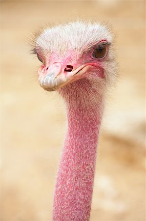 simsearch:400-04916917,k - Portrait of a female ostrich with copy space. Shallow Depth of Field Fotografie stock - Microstock e Abbonamento, Codice: 400-04582345