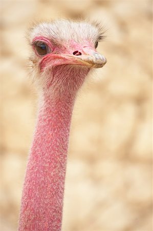 simsearch:400-04520488,k - Portrait of a female ostrich with copy space. Shallow Depth of Field Foto de stock - Super Valor sin royalties y Suscripción, Código: 400-04582346