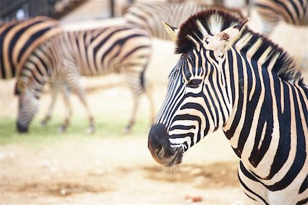 simsearch:400-04432206,k - Single zebra standing in front of a herd of zebras in a zoo Stock Photo - Budget Royalty-Free & Subscription, Code: 400-04582353