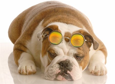 simsearch:400-05306211,k - english bulldog with funny looking four eyes Stock Photo - Budget Royalty-Free & Subscription, Code: 400-04582619