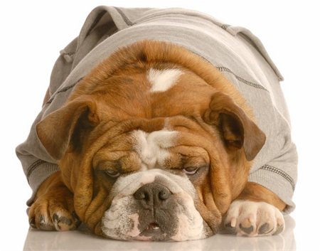 simsearch:400-04575931,k - english bulldog laying down with cute expression dressed in grey sweatsuit isolated on white background Photographie de stock - Aubaine LD & Abonnement, Code: 400-04582625