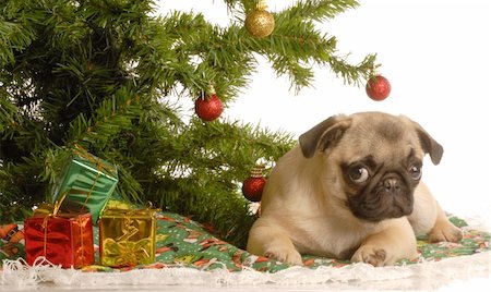 pug, not people - cute fawn pug puppy under christmas tree Stock Photo - Budget Royalty-Free & Subscription, Code: 400-04582620