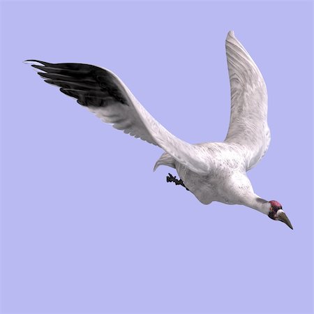 great white crane on blue back With Clipping Path Stock Photo - Budget Royalty-Free & Subscription, Code: 400-04583141