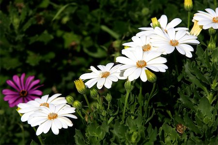 White flowers in grass field with green background Stock Photo - Budget Royalty-Free & Subscription, Code: 400-04583456