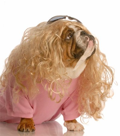 fat dog - dog dressed in drag - english bulldog dressed up as a beautiful blonde woman Stock Photo - Budget Royalty-Free & Subscription, Code: 400-04583466