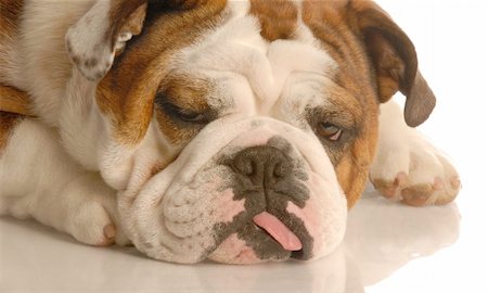 simsearch:400-04576043,k - english bulldog with silly expression and tongue hanging out the side of her mouth Stock Photo - Budget Royalty-Free & Subscription, Code: 400-04583460