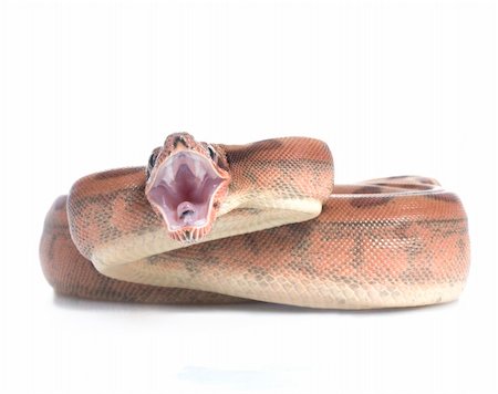 pythonschlange - Hypo Redtail Boa in angry pose ready to bite. Stockbilder - Microstock & Abonnement, Bildnummer: 400-04583668