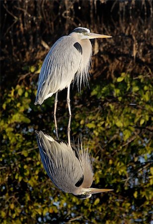 Great Blue Heron (Ardea Herodias) reflection in the Florida Everglades Stock Photo - Budget Royalty-Free & Subscription, Code: 400-04583660