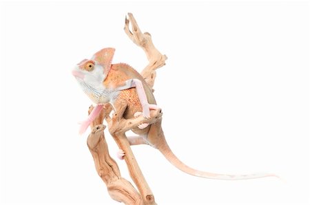 simsearch:400-04000990,k - Veiled Chameleon (loss pigmentation) on branch against white background. Stock Photo - Budget Royalty-Free & Subscription, Code: 400-04583780