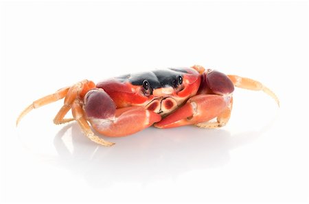 Moon Crab against a white background. Stock Photo - Budget Royalty-Free & Subscription, Code: 400-04583797