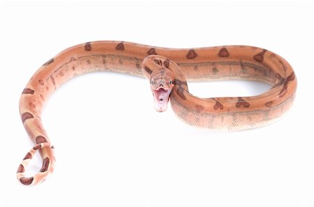 pythonschlange - Hypo Redtail Boa with fierce expression ready to attack. Stockbilder - Microstock & Abonnement, Bildnummer: 400-04583806