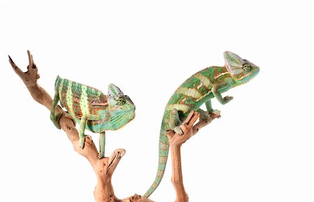 Pair of Veiled Chameleons on branch against white background. Stock Photo - Budget Royalty-Free & Subscription, Code: 400-04583813