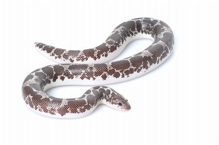 Anery Kenyan Sand Boa against a white background. Stock Photo - Budget Royalty-Free & Subscription, Code: 400-04583821