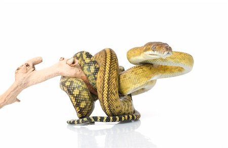 pythonschlange - Molluan Amethystine Python (male) on a branch against a white background. Stockbilder - Microstock & Abonnement, Bildnummer: 400-04583822