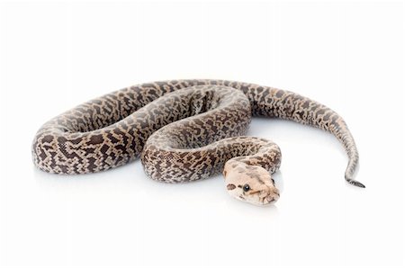 pythonschlange - Granite Burmese Python (2.0 Albino Het) Stockbilder - Microstock & Abonnement, Bildnummer: 400-04583844