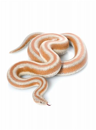 snake skin - San Mateo Rosy Boa curled up against white background. Stock Photo - Budget Royalty-Free & Subscription, Code: 400-04583841