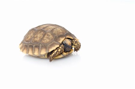 simsearch:400-06556684,k - Yellowfoot Tortoise snug in shell. Fotografie stock - Microstock e Abbonamento, Codice: 400-04583855