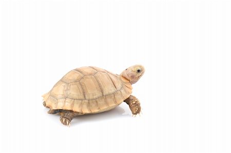 simsearch:400-06556684,k - Ivory African Spurred Tortoise (Geochelone sulcata) against a white background. Fotografie stock - Microstock e Abbonamento, Codice: 400-04583856